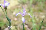 File:Blue Flag (Iris versicolor) (3564673327).jpg - Wikimedi